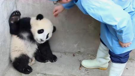 熊猫团子脾气还不小，饲养员上前安抚，接下来憋住别笑