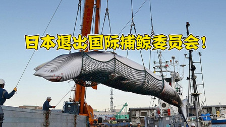 日本又作妖, 退出了国际捕鲸委员会, 海上屠杀又将开始?