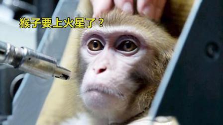 猴子要上火星了? 这国为验证辐射影响, 居然想出这损招!