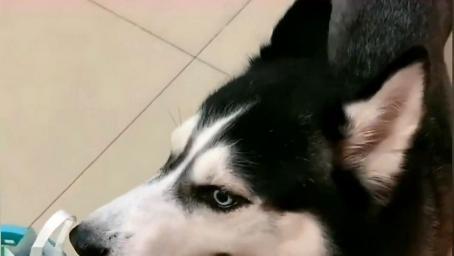 女主人要去上班了，二哈不让去，说给它带好吃的回来才让去