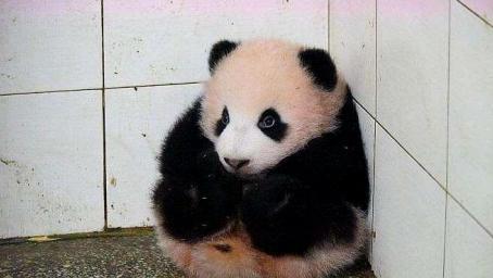 大熊猫躲在墙角哭泣，饲养员走近一看：我滴小祖宗你干了啥