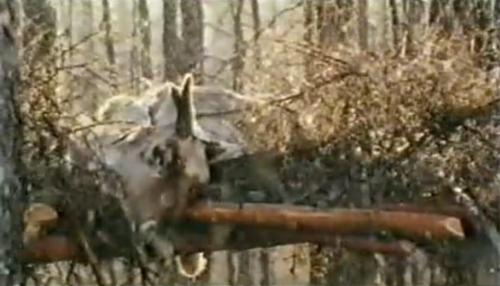 神鹿啊,我们的神鹿