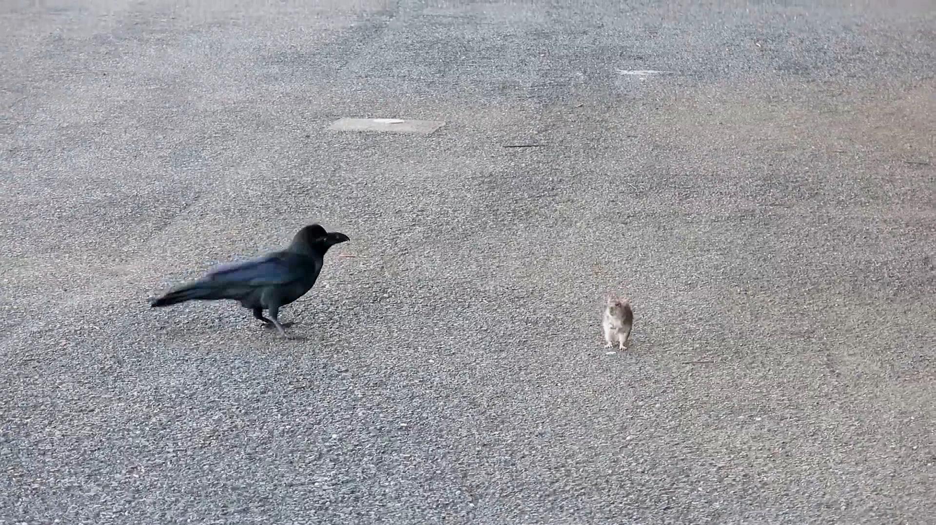 乌鸦在路边发现一只老鼠,接下来请憋住别笑,镜头记录全过程!