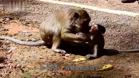 猴子妈妈虐待小猴，又是打又是踩的，看着让人心疼
