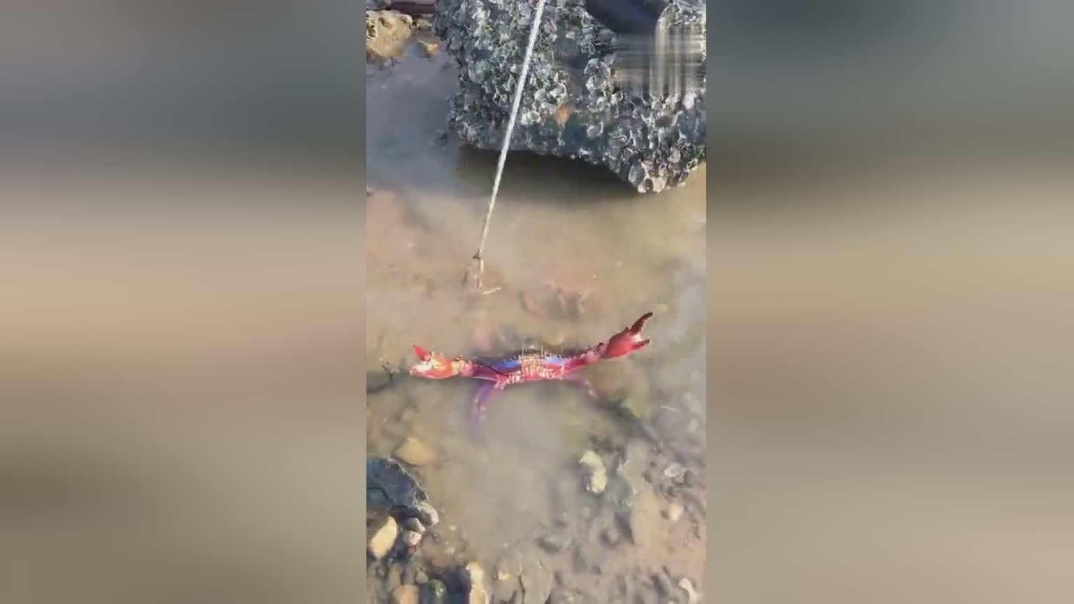 小伙子赶海，在石头下面抓到大螃蟹，没想到竟然还有意外收获！