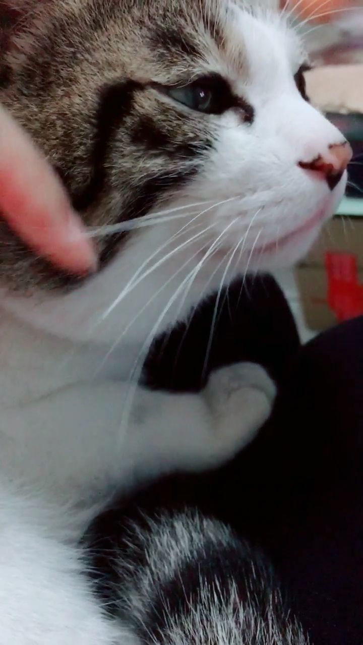 摸耳朵可舒服了