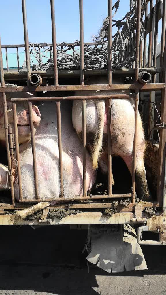 起早抓肥猪!白天抓老母猪