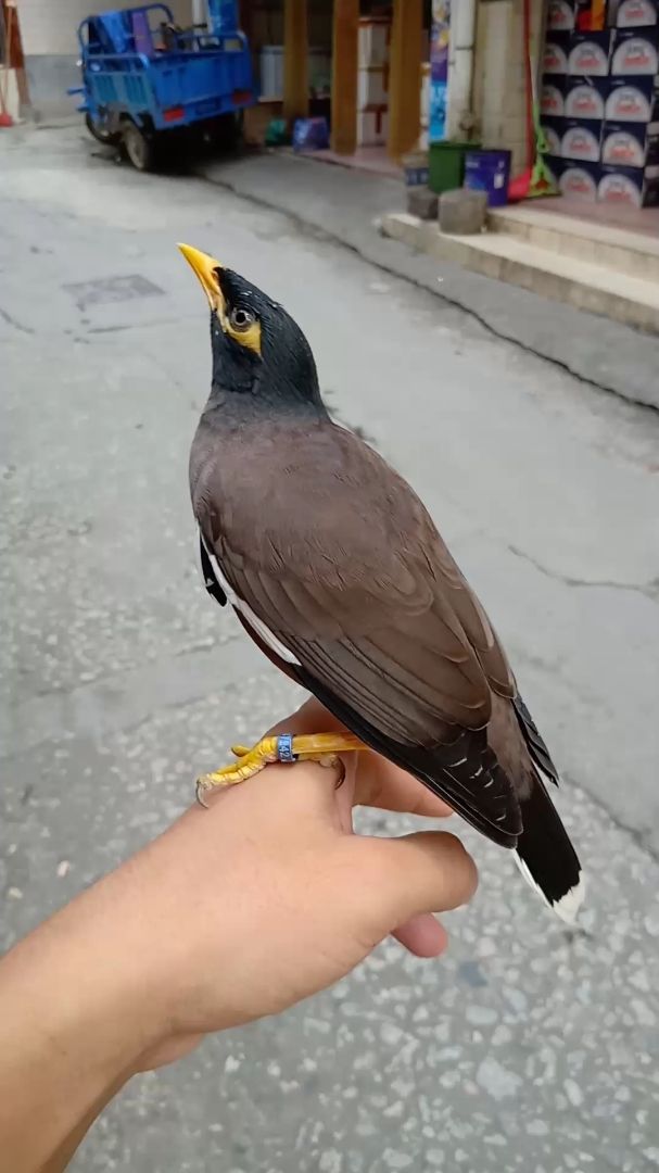 三百六十度无死角之海南八哥鸟