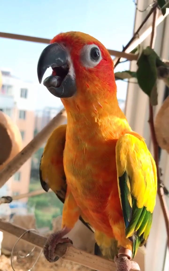 鹦鹉的舌头有这么大吗?