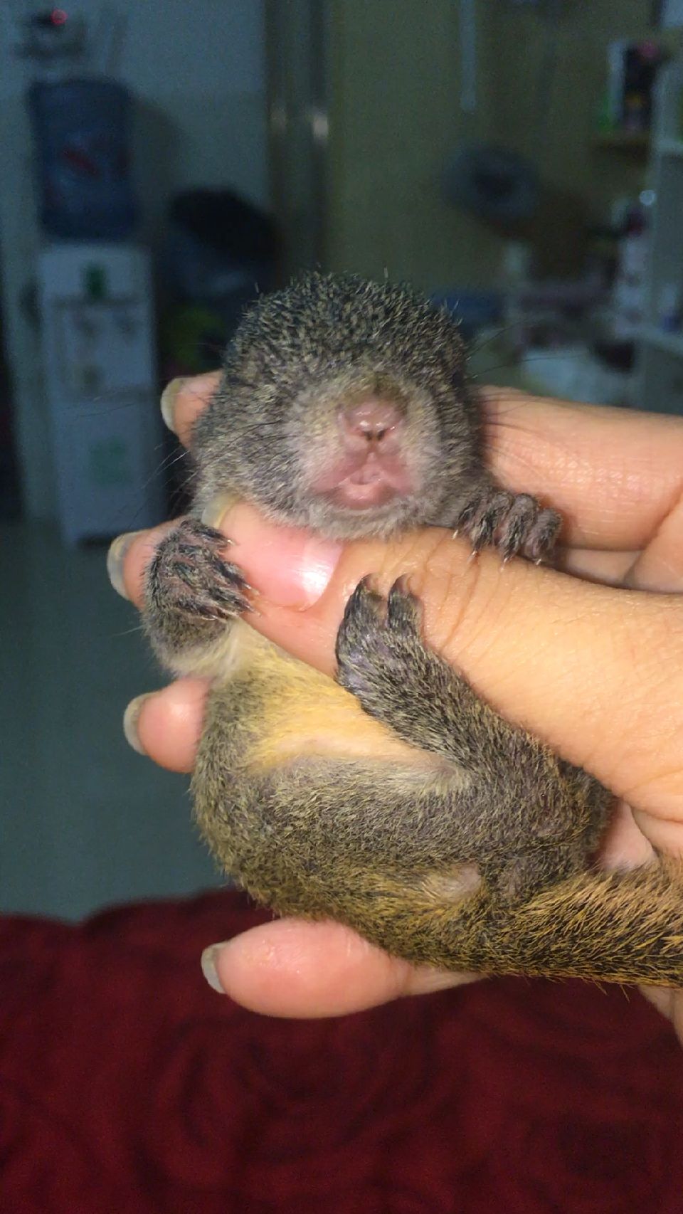 出生五天的小松鼠