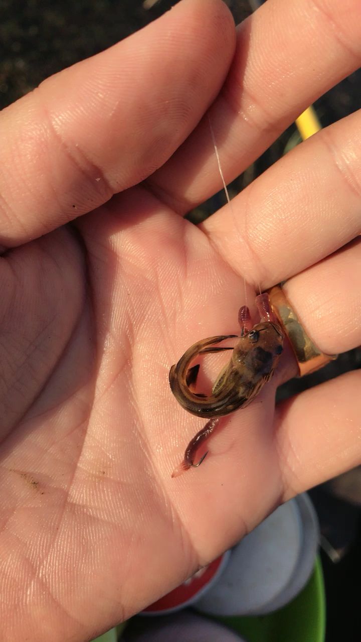 钓的最小的一条小嘎鱼!非常漂亮,放生了!