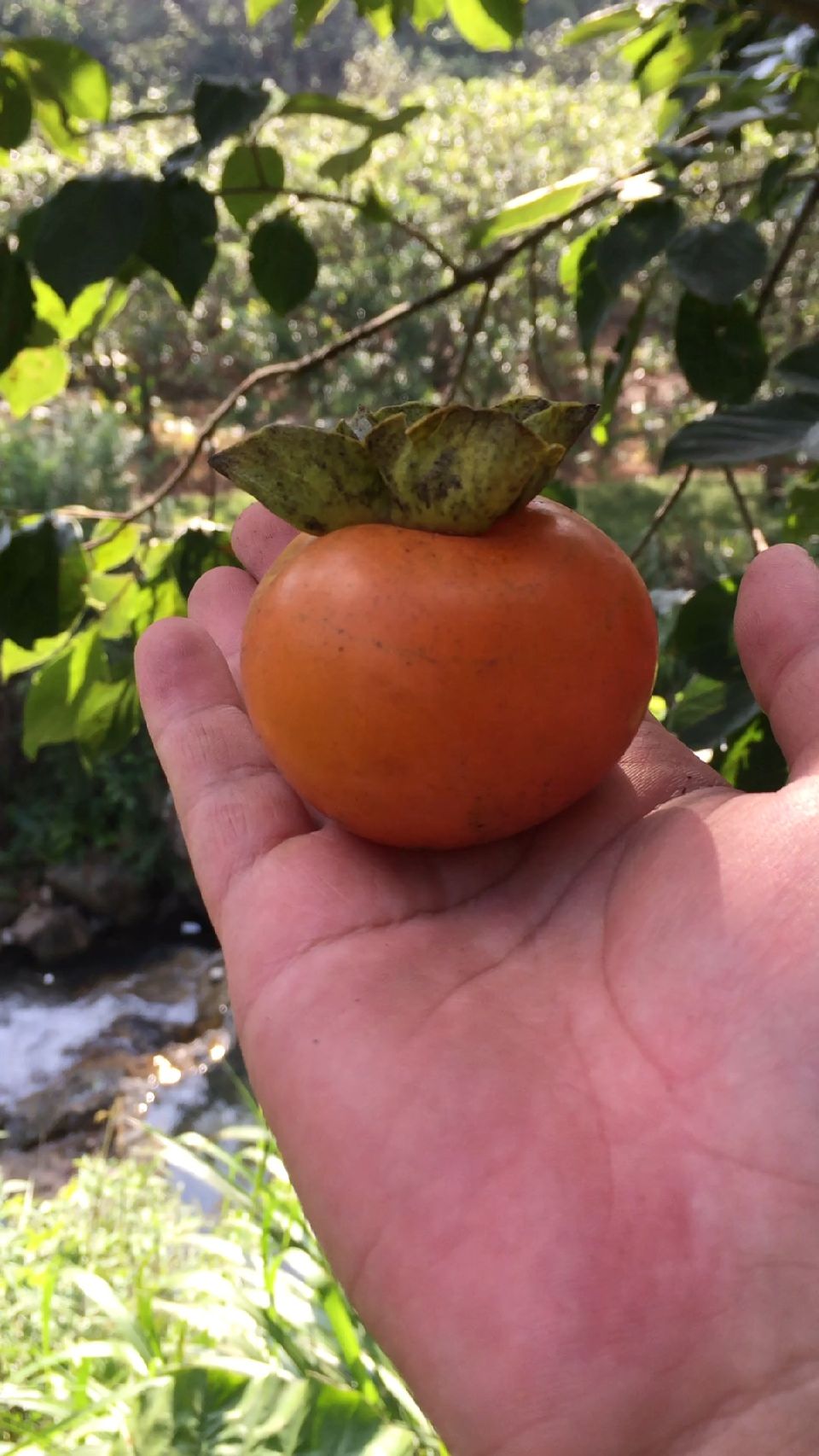 野生柿子红红红