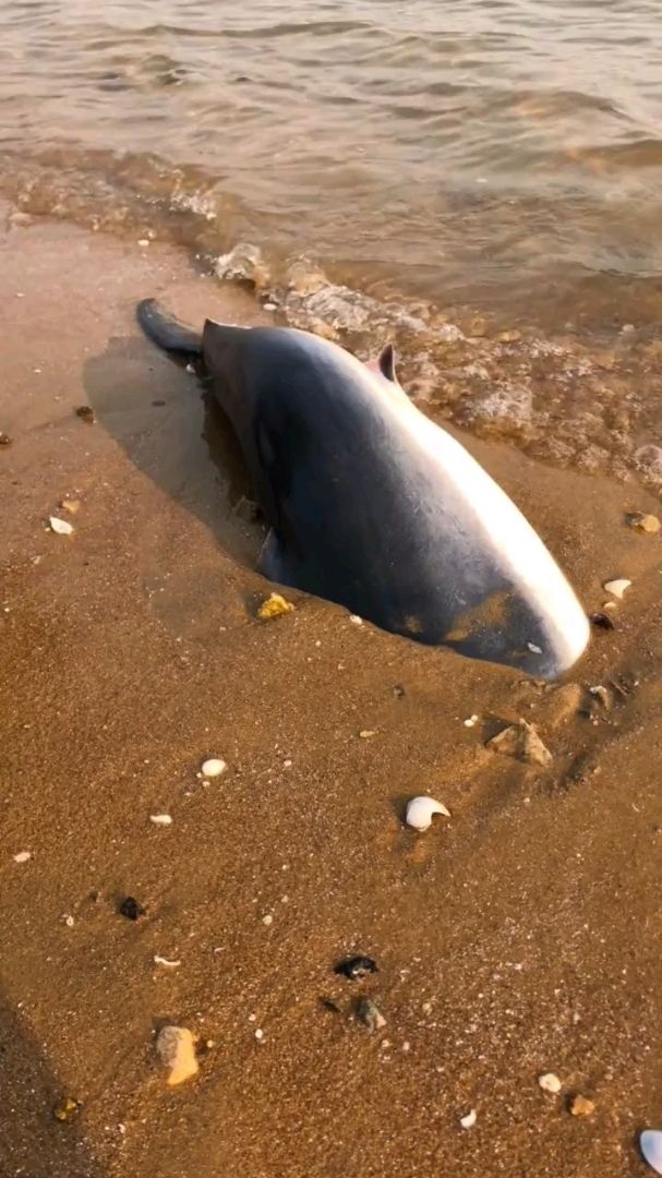 抢救搁浅的鲨鱼
