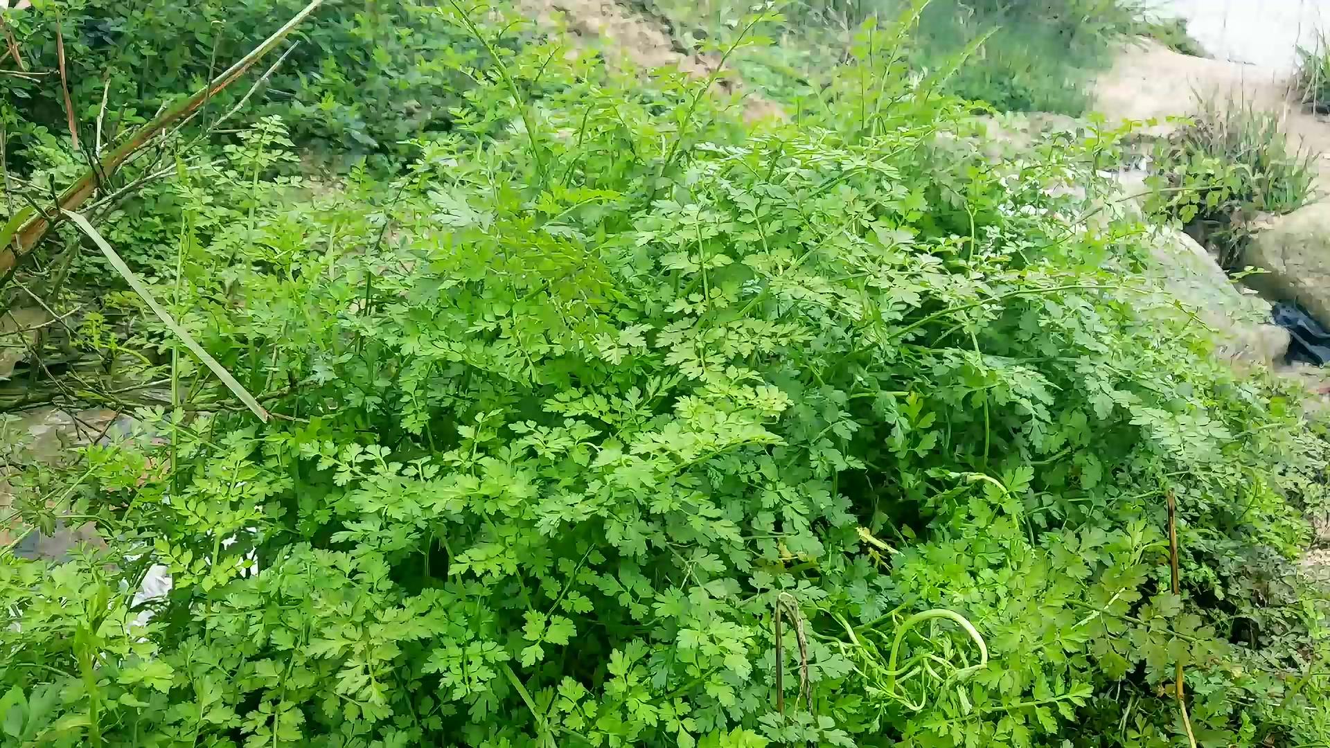 河边发现的野菜,长得像像芹菜,这种菜你见过吗?