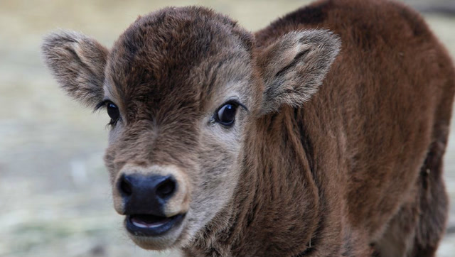 微型牛进入宠物市场!比狗狗还温顺,你敢养一只吗?