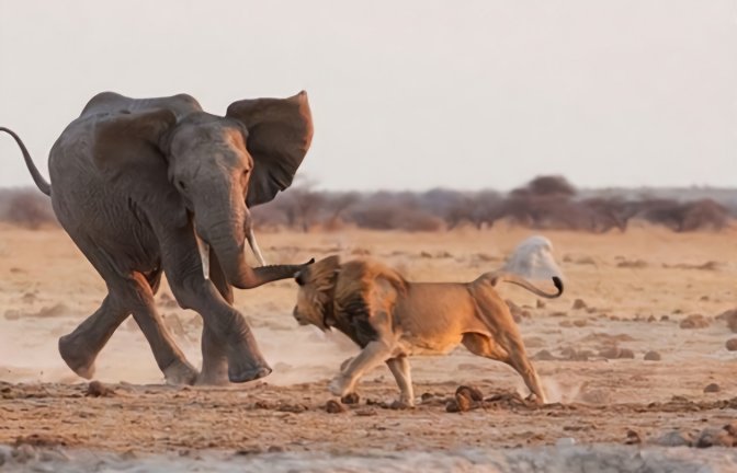 25只狮子猎杀一头大象,奋战5小时才放倒大象