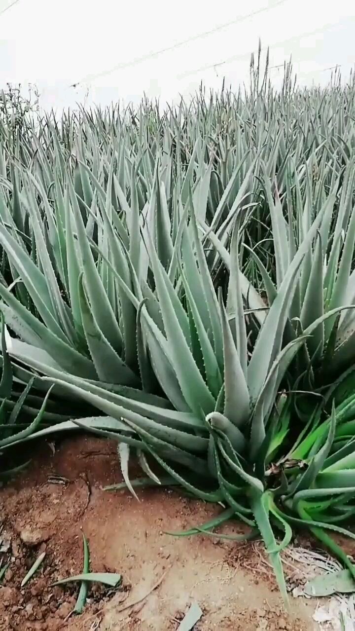 看看我们基地的大芦荟