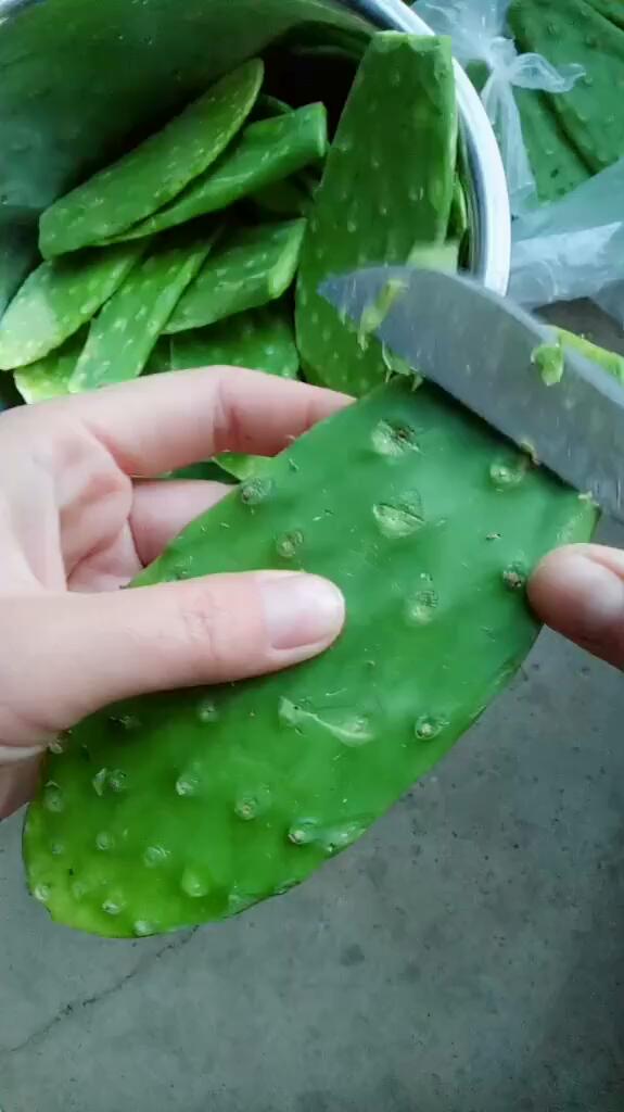 教你们吃仙人掌
