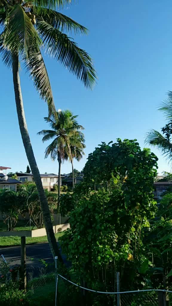 早上起来阳光美美的