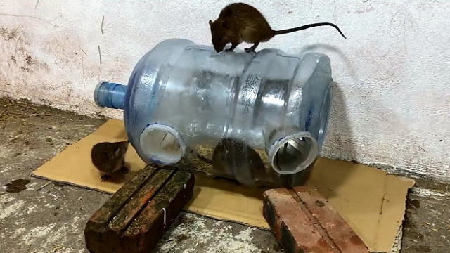 大叔用水桶自制捕鼠器,本以为没啥用,结果却让人意外