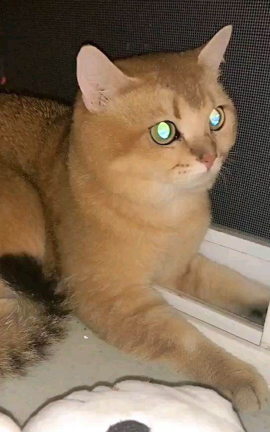 谁看见过钛合金猫眼