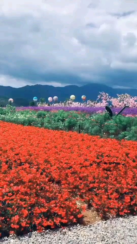 丽江,雪山花海美不美你说了算