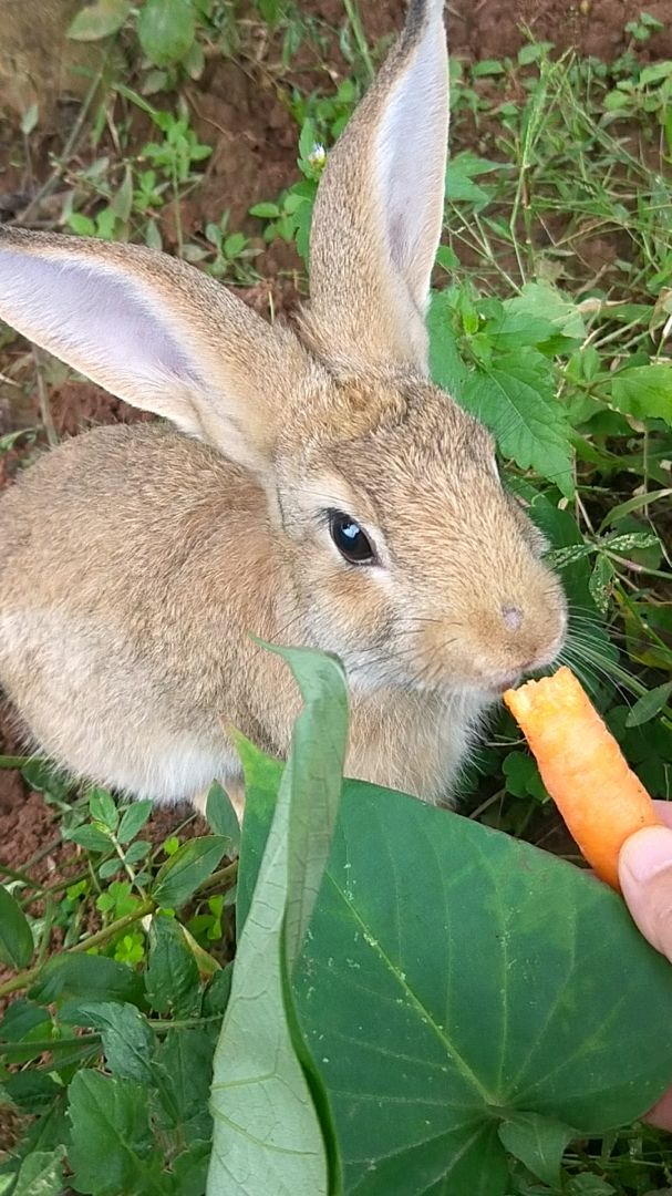 很可爱的小黄兔,大家喜欢吗?喜欢就给个红心7815吧
