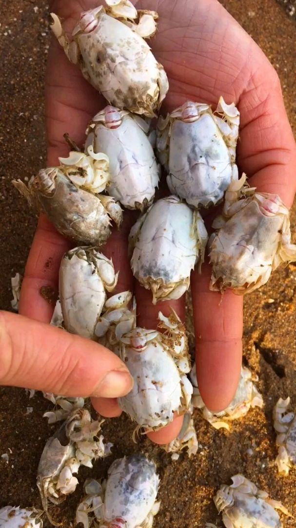 山东人都喜欢吃金蝉,海里面的精彩你会吃吗?