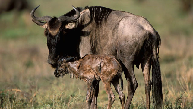 角马产仔很一致,到了时候,一次就是成千上万一起