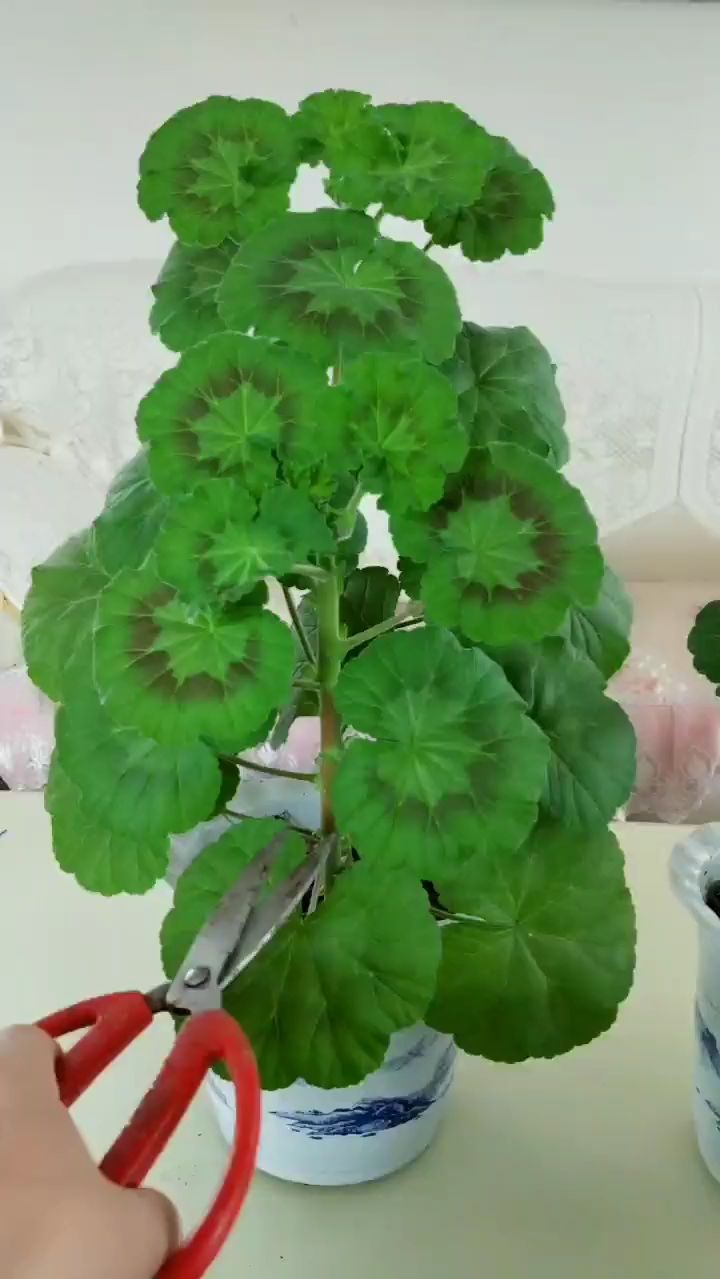 天竺葵这样修剪长势特别好!