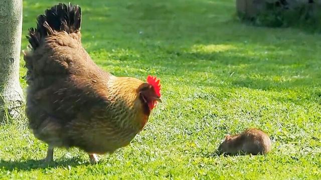 老鼠朝母鸡攻击,母鸡躲了过去,很快就老鼠准备好了第二次攻击!