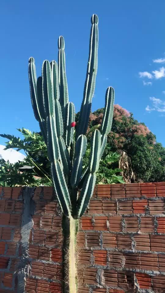 巴西的仙人掌真大,果实像宝石一样