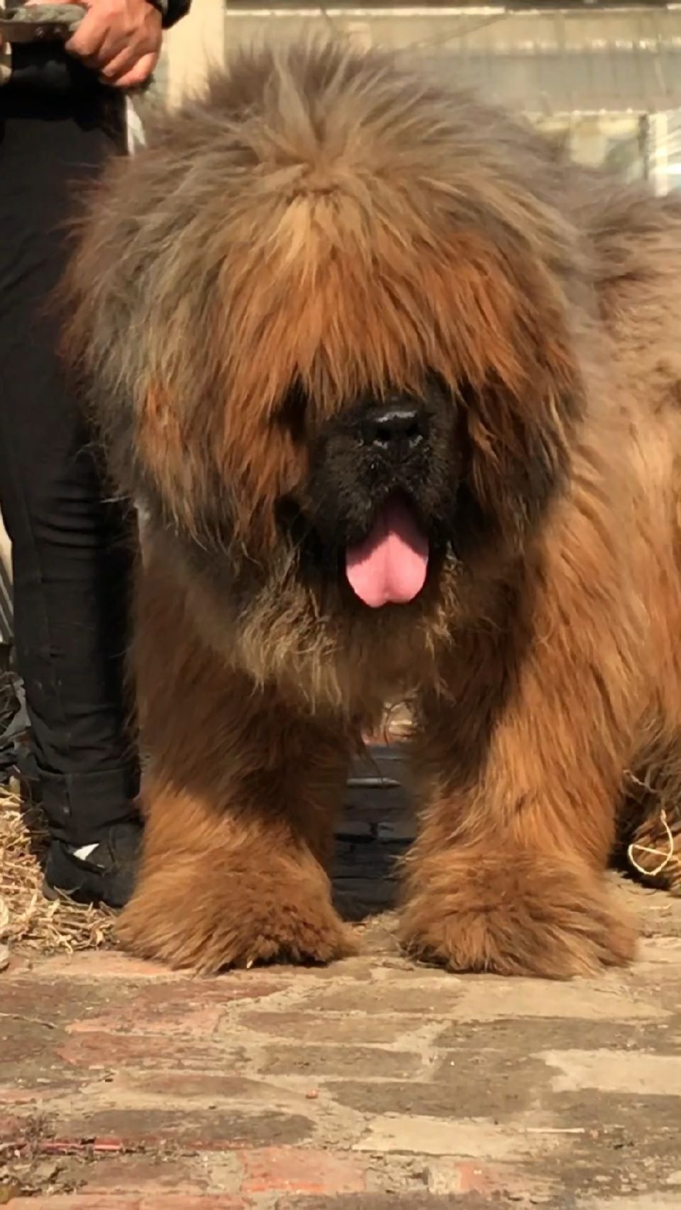 肩高到腰 比人腿粗 这藏獒