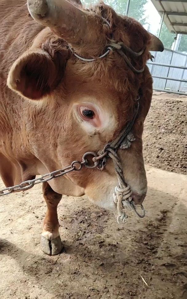 知道牛为什么穿鼻子