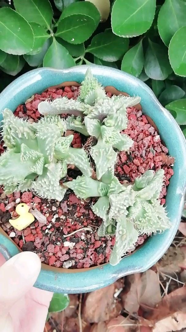 多肉植物～怒涛