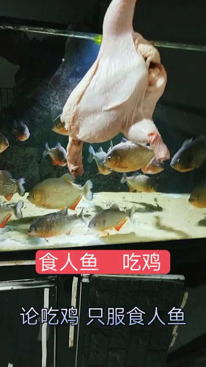 食人鱼 吃鸡