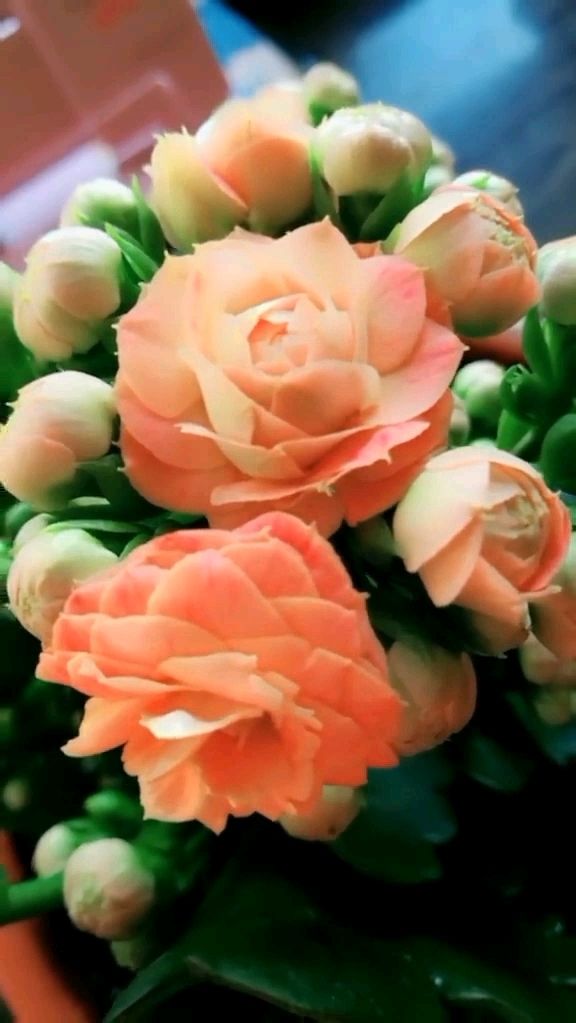 重瓣长寿花赫丽,含苞待放,美美哒.关注我,关注全民小视频.