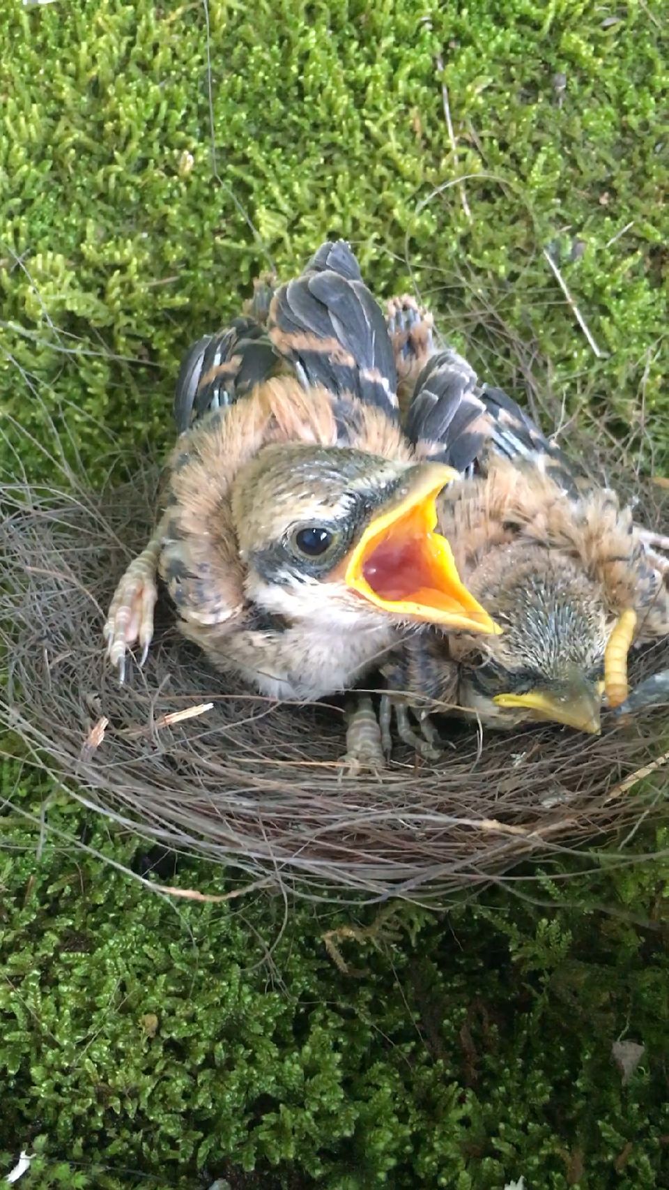 草丛里看见两只小鸟 我给喂了一条虫子不知道是不是吃虫子的?