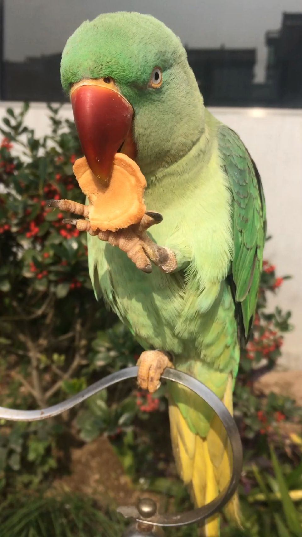 看鹦鹉怎么用爪子吃小饼干的?