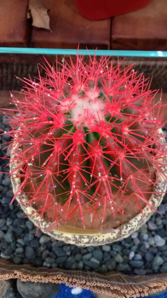 红色仙人球,罕见!