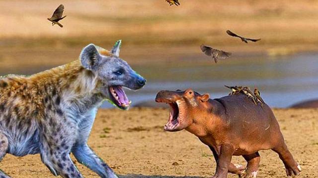 6只鬣狗入水抢夺小河马,老河马寡不敌众,眼睁睁看孩子被分食