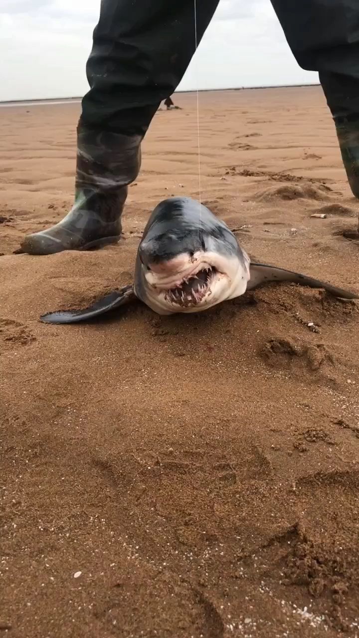 意外发现的狼鲨