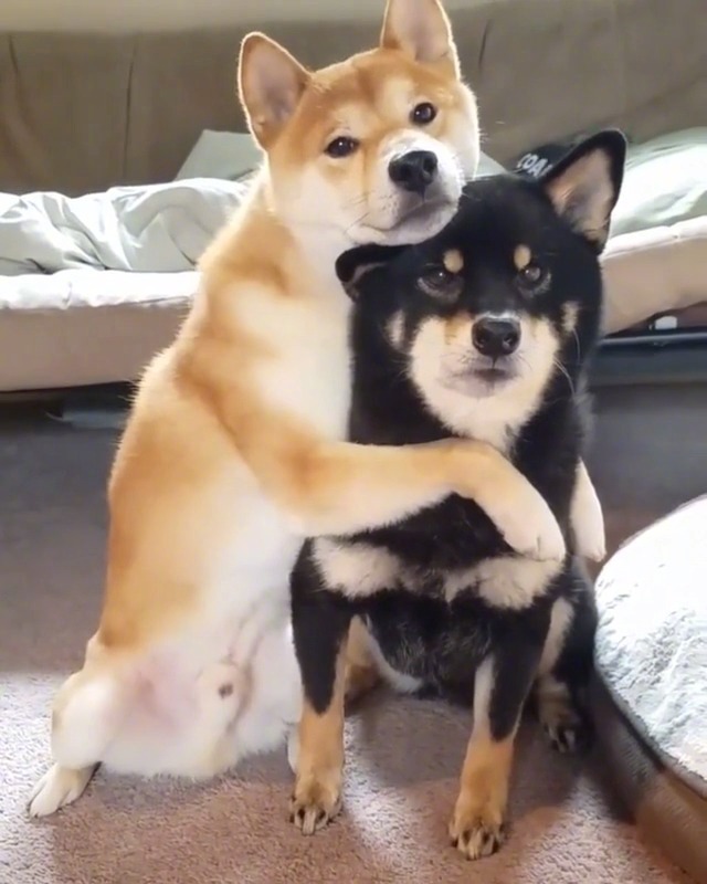 像我们感情深的狗子,家里从来没有二胎的烦恼!