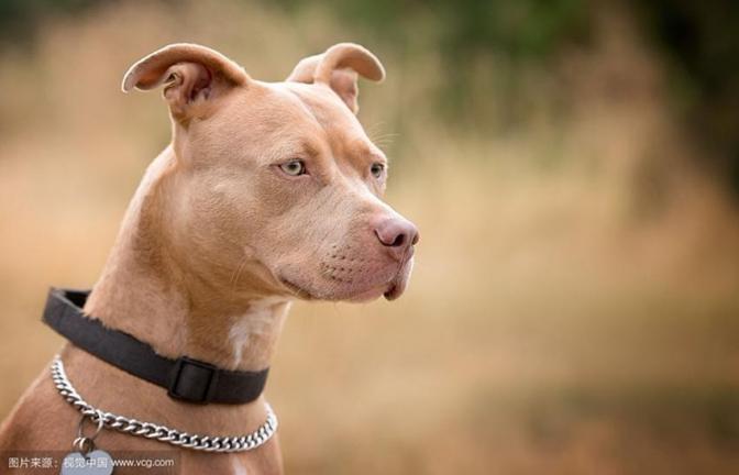 野外两只狗抓蛇,几口下去蛇没命了