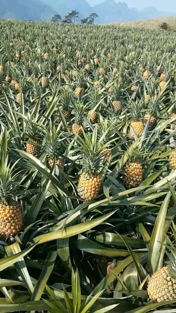 有没有和我一样一直都以为菠萝长在地上的?