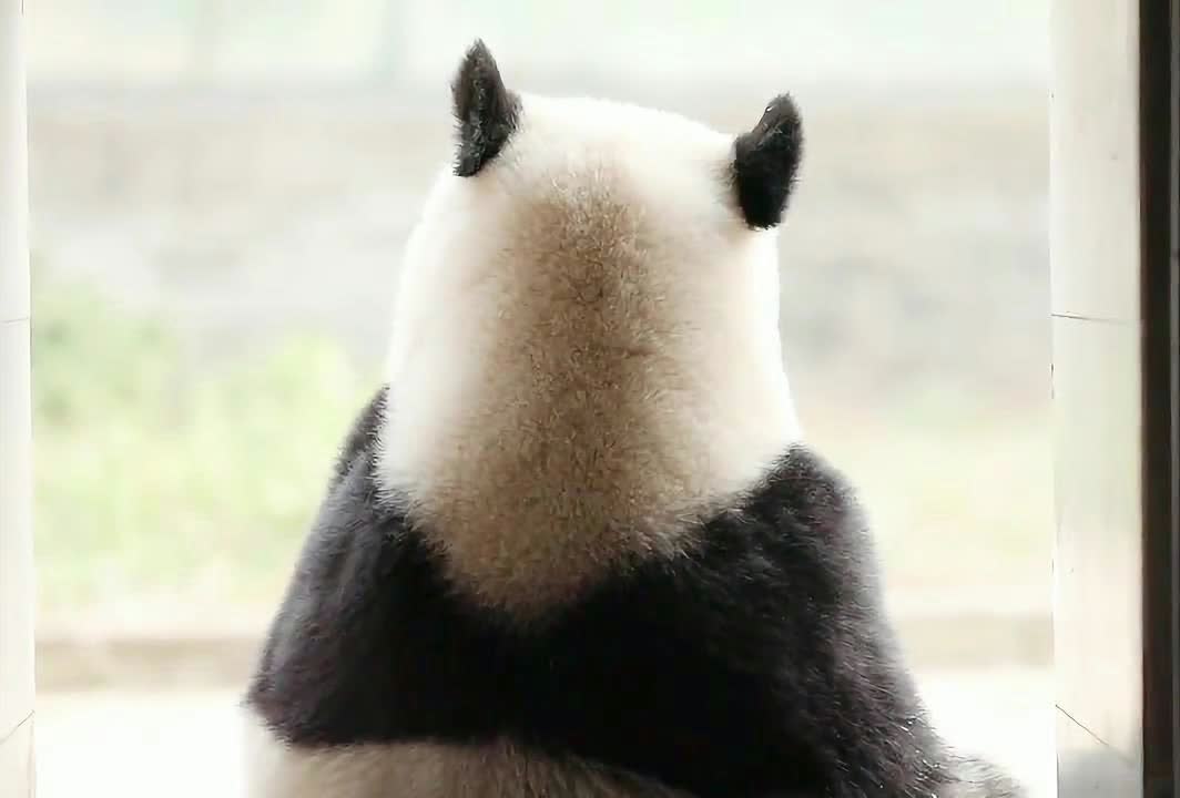 国宝熊猫孤单的背影,让我联想到了身为单身狗的我