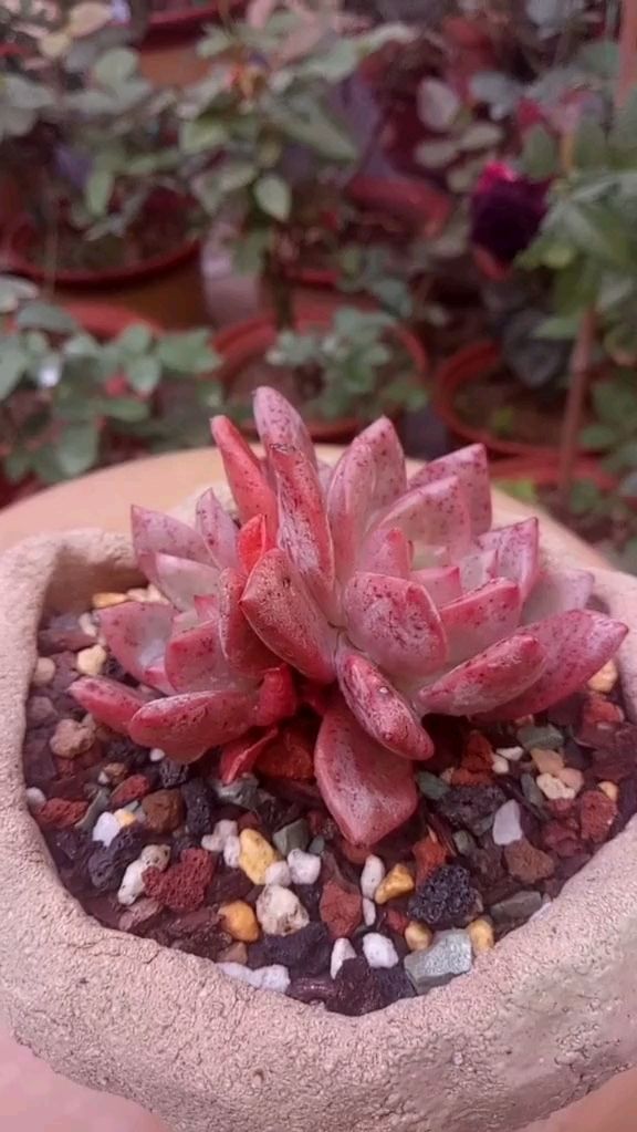 全状态的萌多肉凌雪