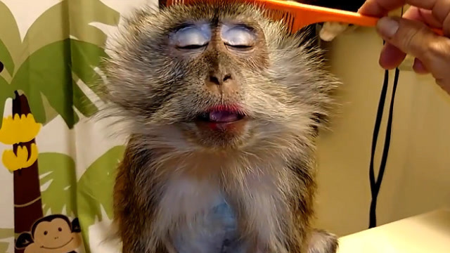 一只超爱化妆的小猴子,梳头的时候的小表情太人性化了!