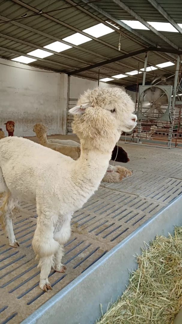 羊驼卖萌,萌萌哒,别名草泥马,神兽之一