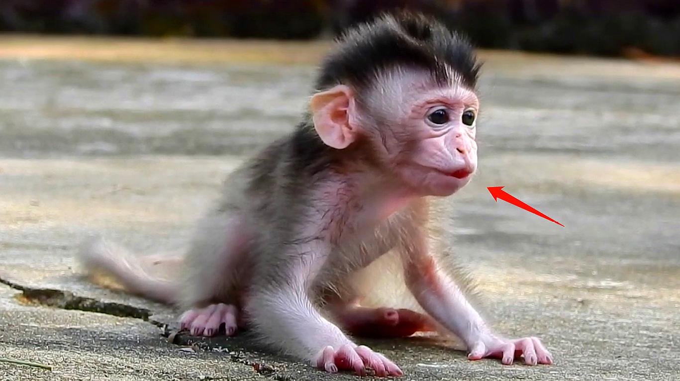 刚出生不久的新生猴儿sabrina饿了慢慢地走着寻找食物